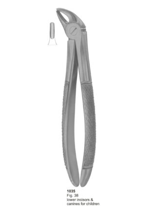 Lower Incisors & Canines for Children