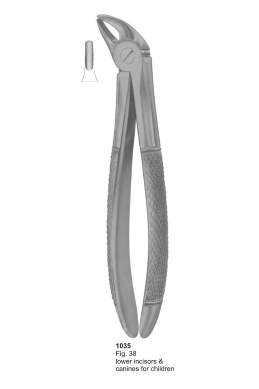 Lower Incisors & Canines for Children