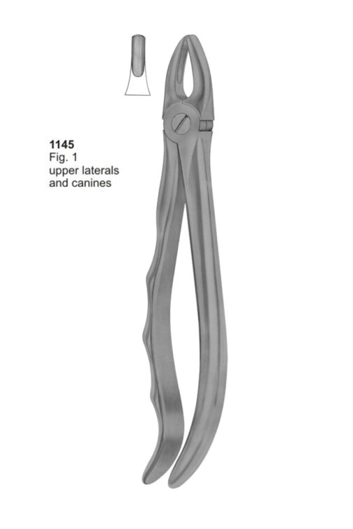 Upper Laterals and Canines