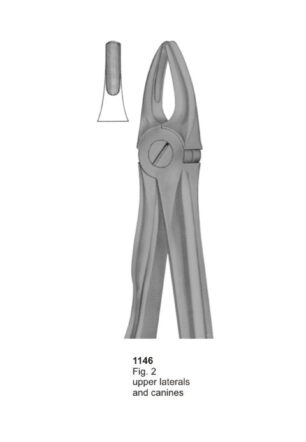 Upper Laterals and Canines