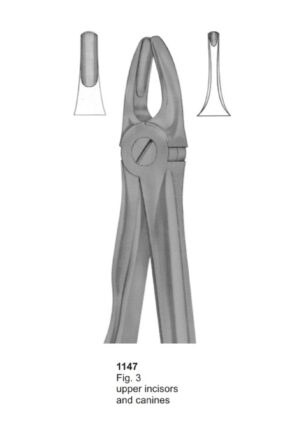Upper Incisors & Canines