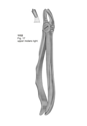 Upper Molars Right