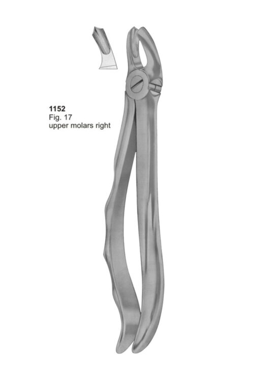Upper Molars Right