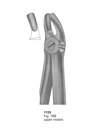 Upper Molars