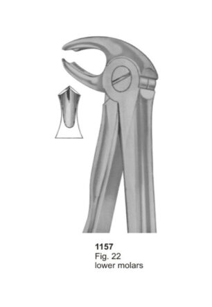 Lower Molars