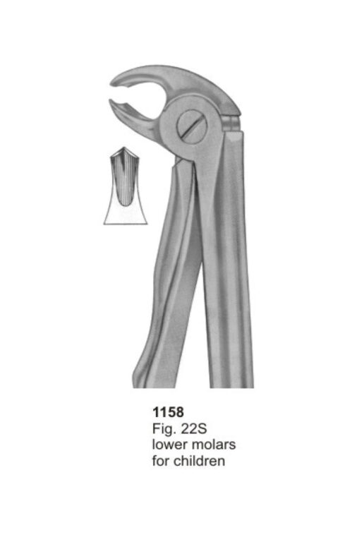 Lower molars For Childern