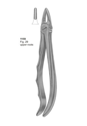 Upper Roots