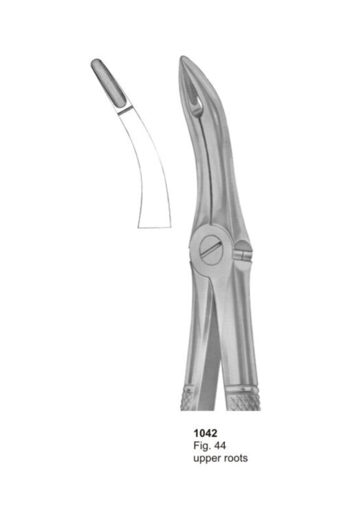 Upper Roots