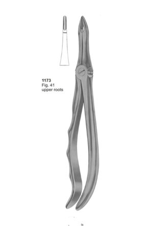 Upper Roots