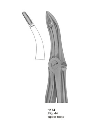 Upper Roots