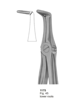 Lower Roots