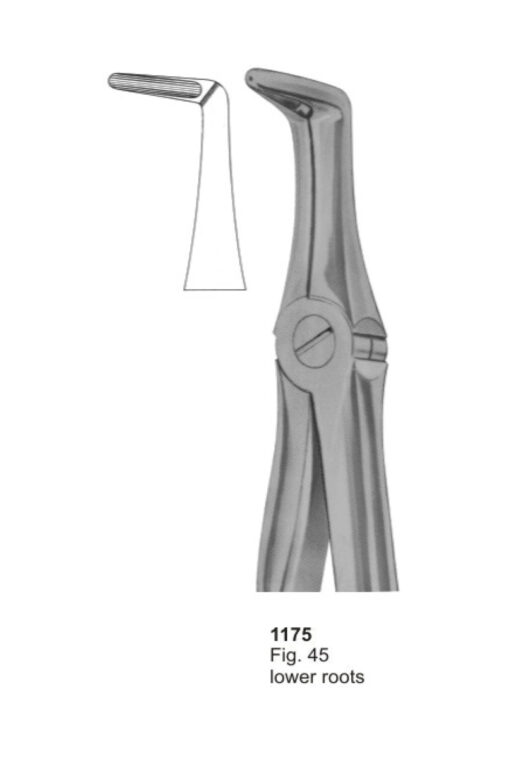 Lower Roots