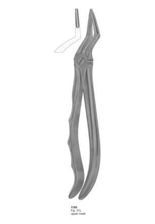 Upper Roots