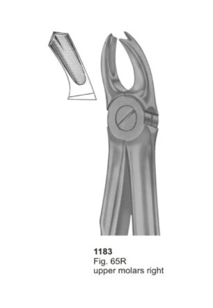 Upper Molars Right