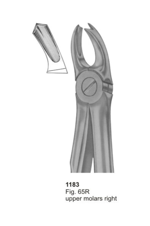 Upper Molars Right