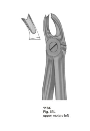 Upper Molars Left