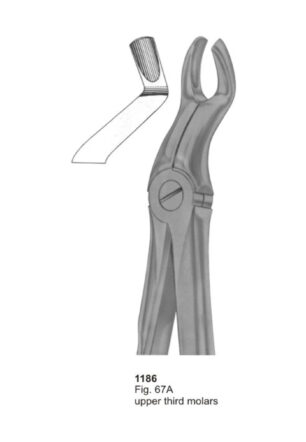 Upper Third Molars