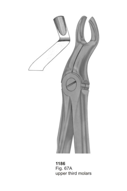 Upper Third Molars
