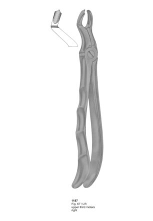 Upper Third Molars Right