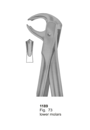 Lower Molars