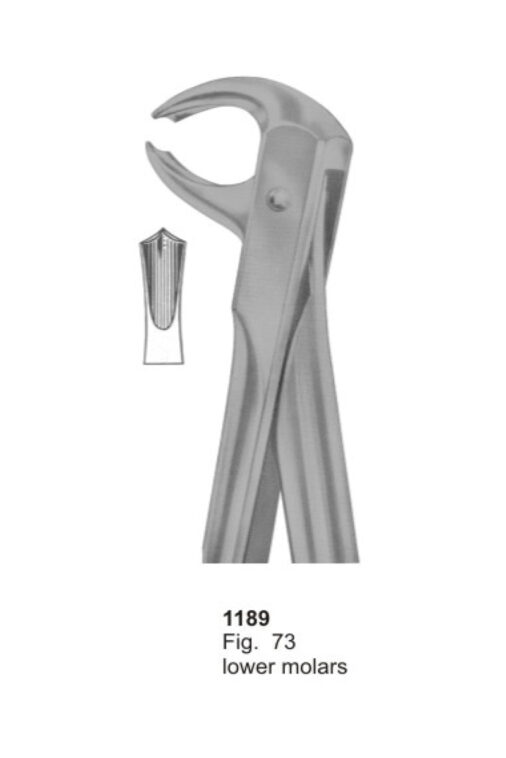 Lower Molars