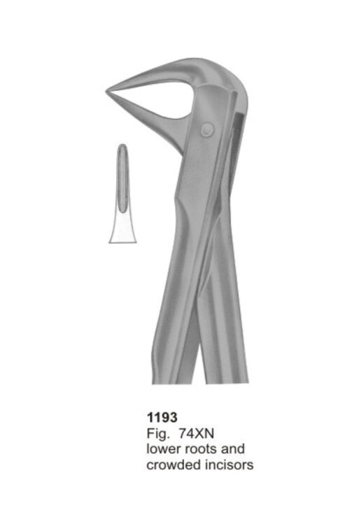 Lower Roots and Crowded Incisors