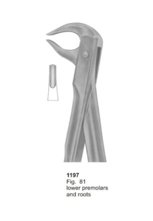 Lower Premolars and Roots