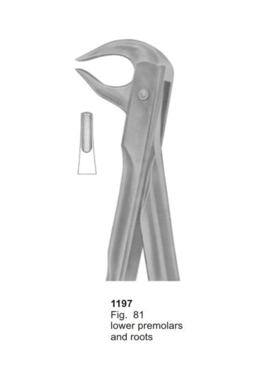 Lower Premolars and Roots
