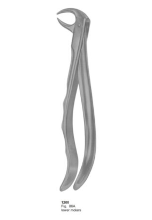Lower Molars