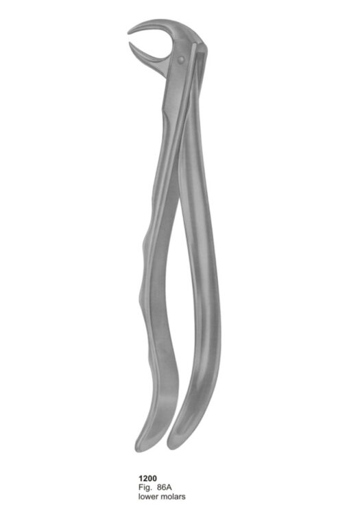 Lower Molars