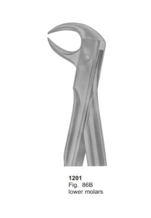 Lower Molars