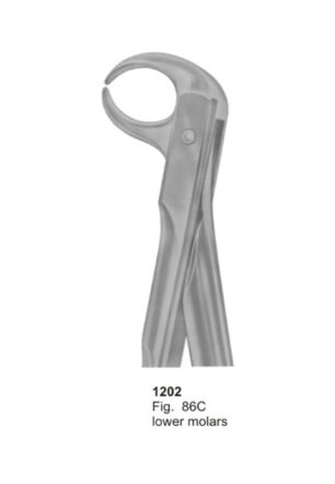 Lower Molars