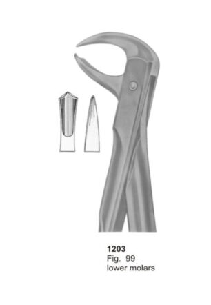 Lower Molars