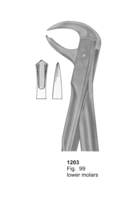 Lower Molars