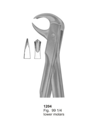 Lower Molars