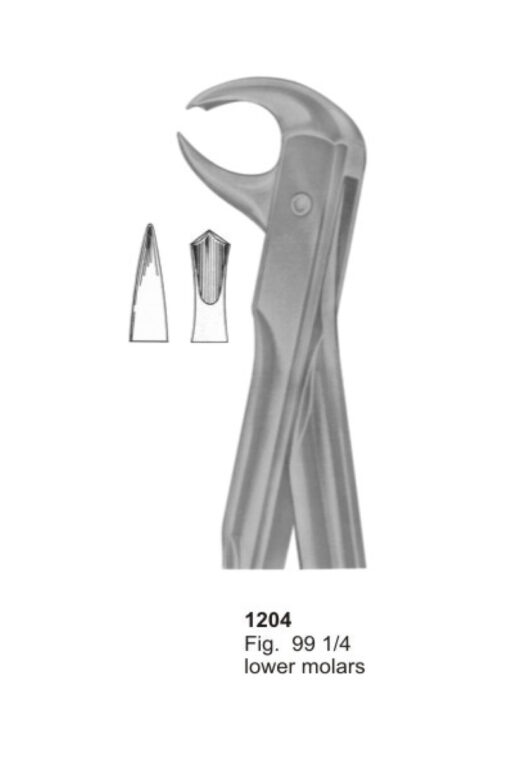 Lower Molars
