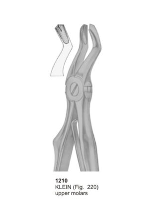 KELIN, Upper Molars