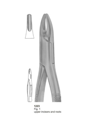 Upper Incisors and Roots