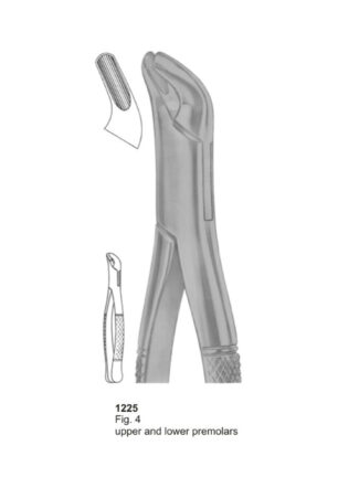 Upper and Lower Premolars