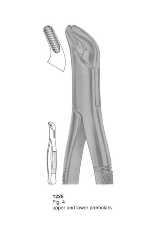 Upper and Lower Premolars