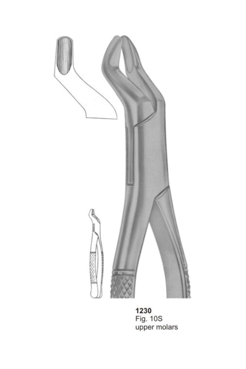 Upper Molars