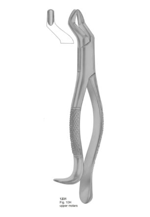 Upper Molars