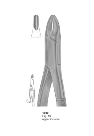 Upper Incisors