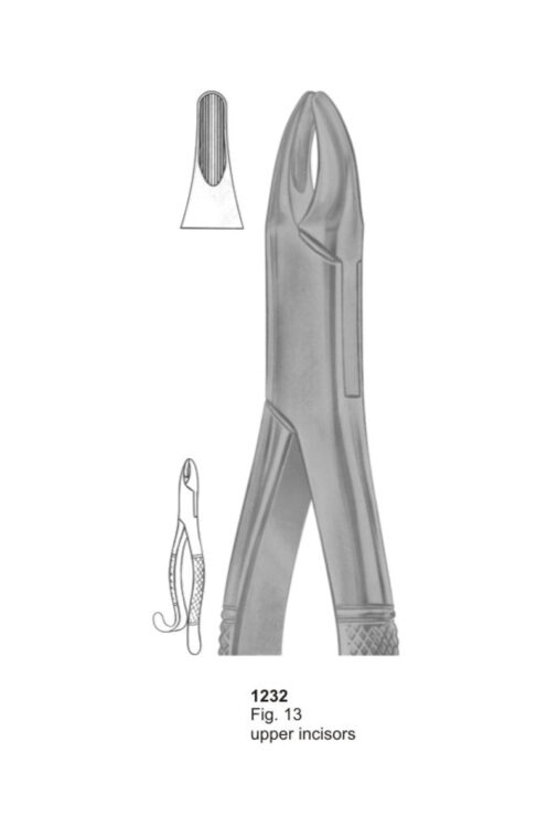 Upper Incisors
