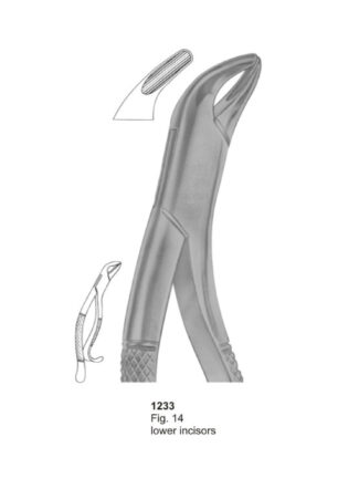 Lower Incisors