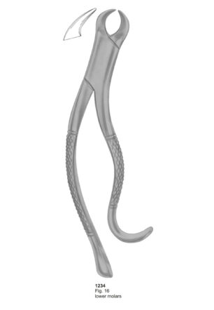 Lower Molars