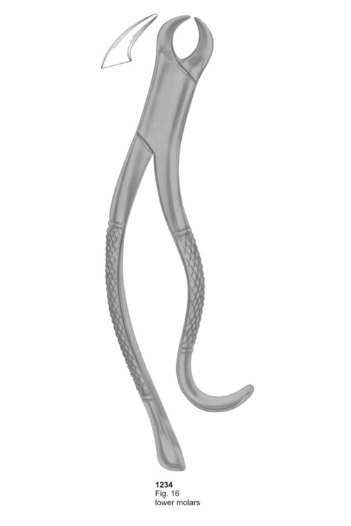 Lower Molars