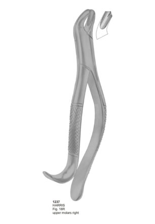 HARRIS, Upper Molars Right