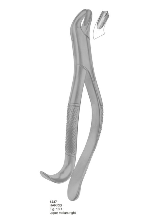 HARRIS, Upper Molars Right