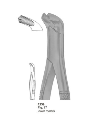 Lower Molars